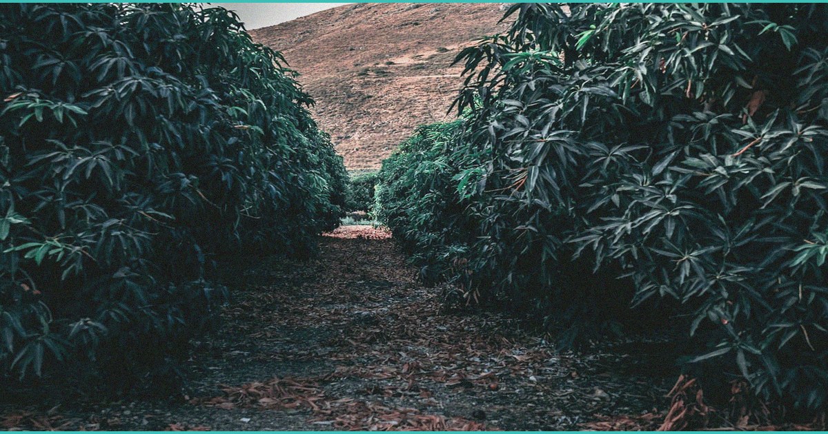 facing hemp ban pa lawmakers race to regulate b