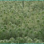 federal hemp ban could sweep up even thc free cb