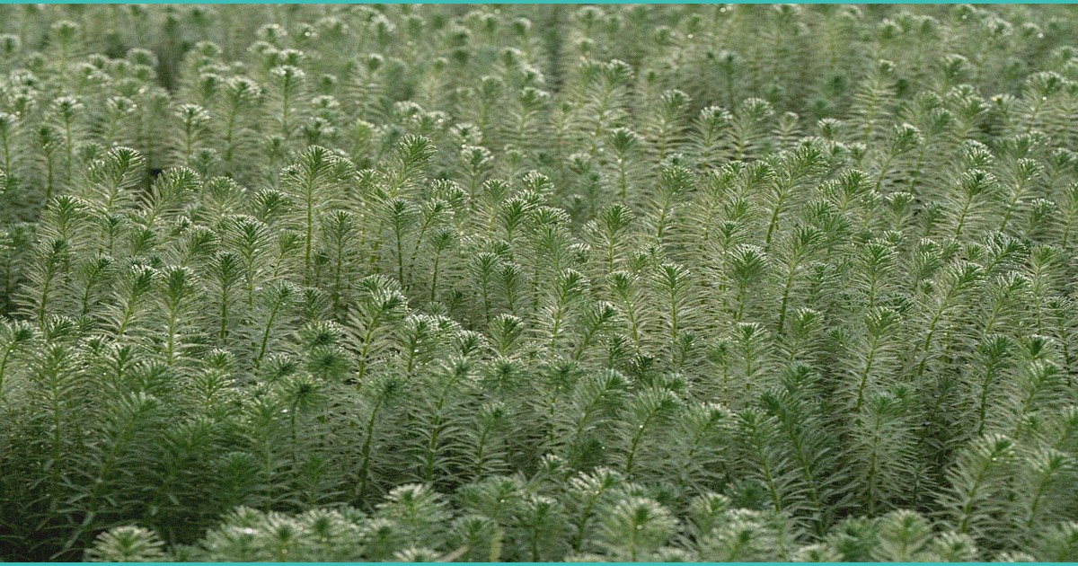 federal hemp ban could sweep up even thc free cb