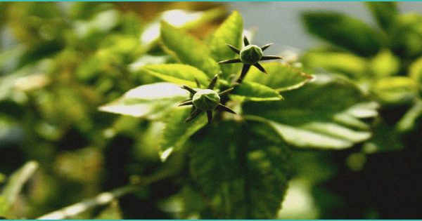 Federal Judge to Decide Whether Medicare Can Distribute Hemp-Marijuana Cannabinoids …