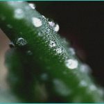 florida weed medical marijuana and thc laws what