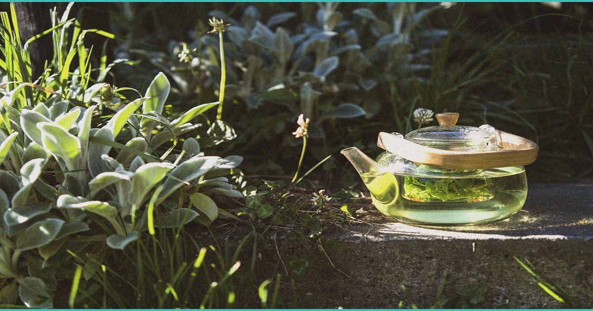 georgia bill could limit probable cause for smell 1