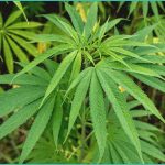 germany s cannabis reform shows no signs of harm i
