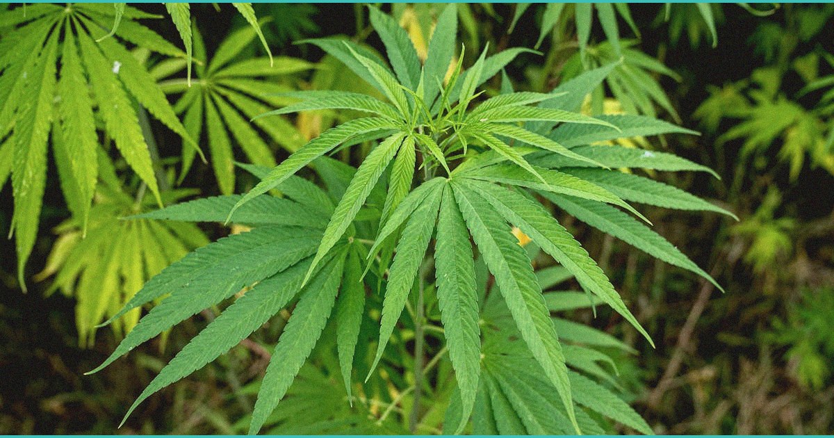 germany s cannabis reform shows no signs of harm i