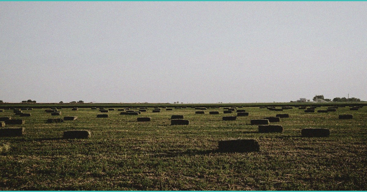 girl scouts selling cookies outside b cannabis b