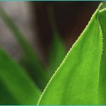 green otter cbd gummies for copd what users and e