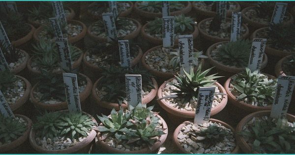 Group Seeking Court Order to Halt CMS Medicare THC Hemp Marijuana Program