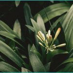health wanted cannabis emory university rolli