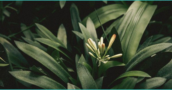 Health Wanted: Cannabis | Emory University – Rollins School of Public Health