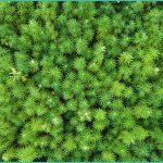 hemp seed extract exerts cytostatic effects throug