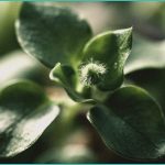 here s why tenet healthcare thc is a strong valu