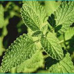 holistic greens cbd gummies reviews what i found
