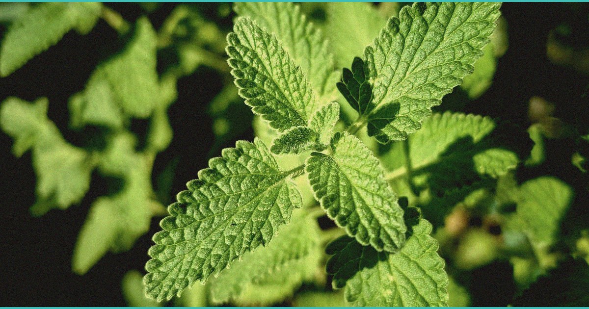 holistic greens cbd gummies reviews what i found