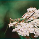 how a virtual b medical cannabis b clinic is wo
