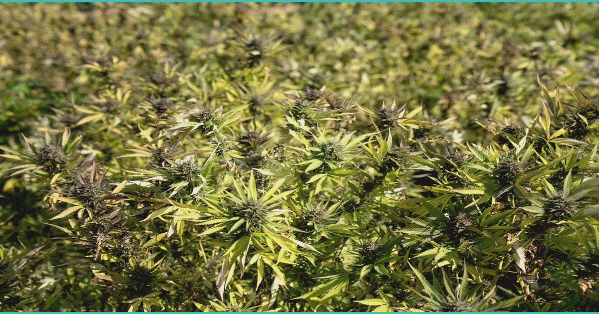 indiana s b 250 could close lafayette hemp bevera