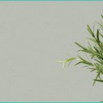 is it better to use oil or pill or gummy cbd