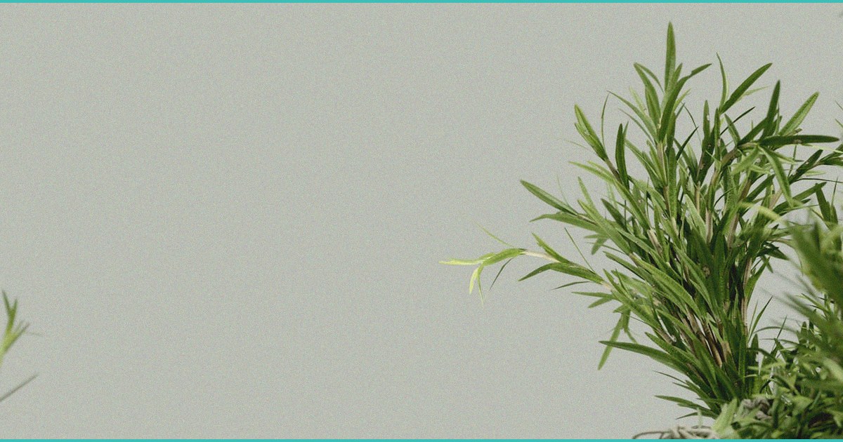 is it better to use oil or pill or gummy cbd