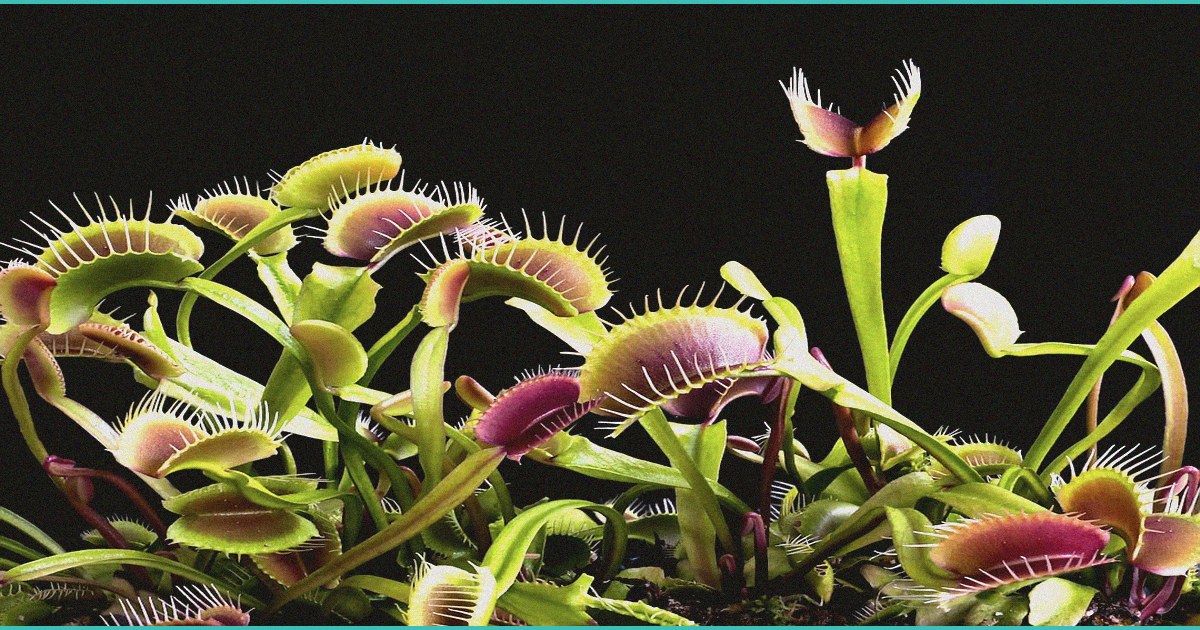 jail time fine required punishment for selling he