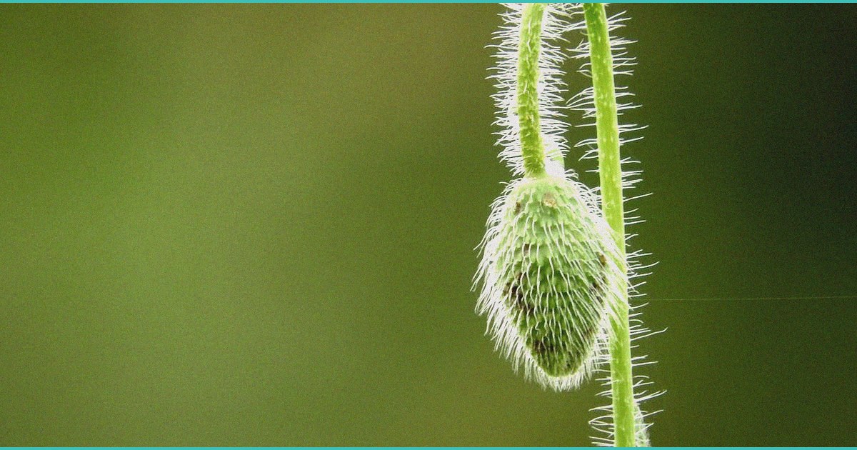 jolly cbd gummy reviews honest take after months