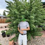 Jolly Green Giant