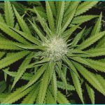 judge allows medicare thc amp cbd plan to launch
