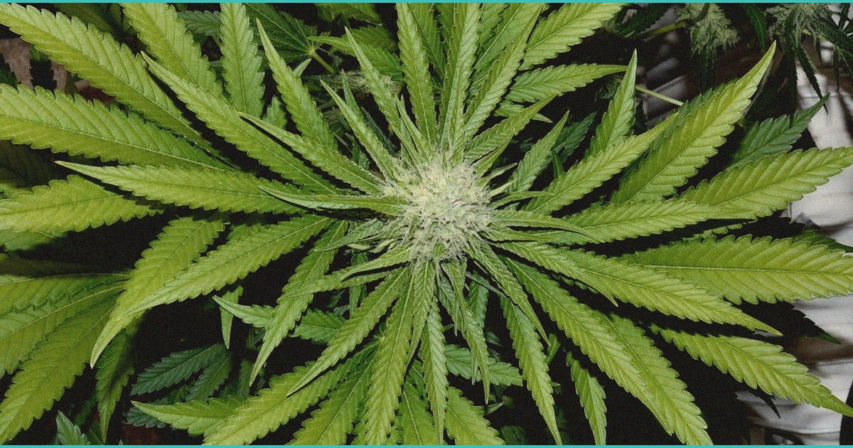 judge allows medicare thc amp cbd plan to launch