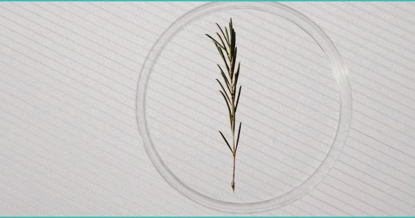 CED Clinic: Personalized Cannabis Medicine 184 Judge issues temporary restraining order on new hemp rules, licensing fees – YouTube