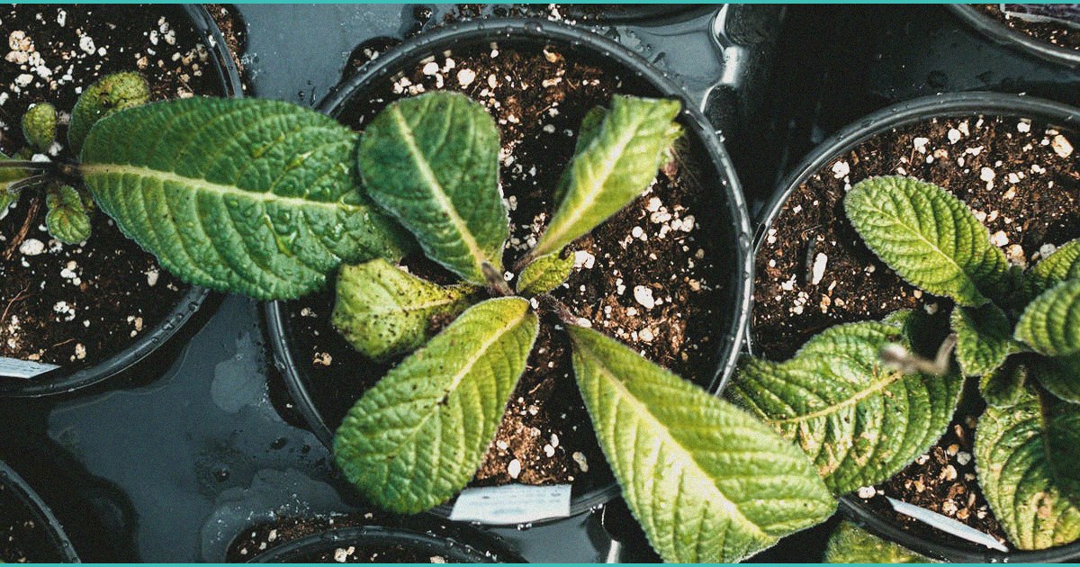 judge rules to temporarily block texas smokeable