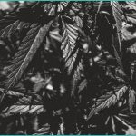 katie couric cbd gummies a realistic look at the