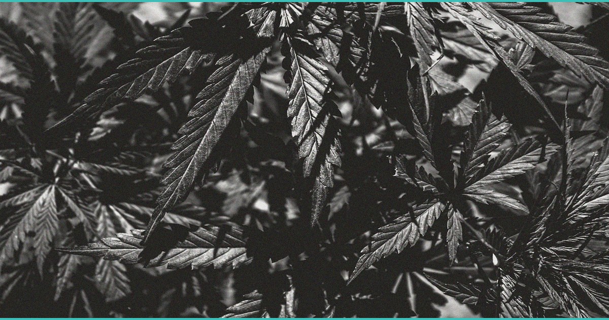 katie couric cbd gummies a realistic look at the
