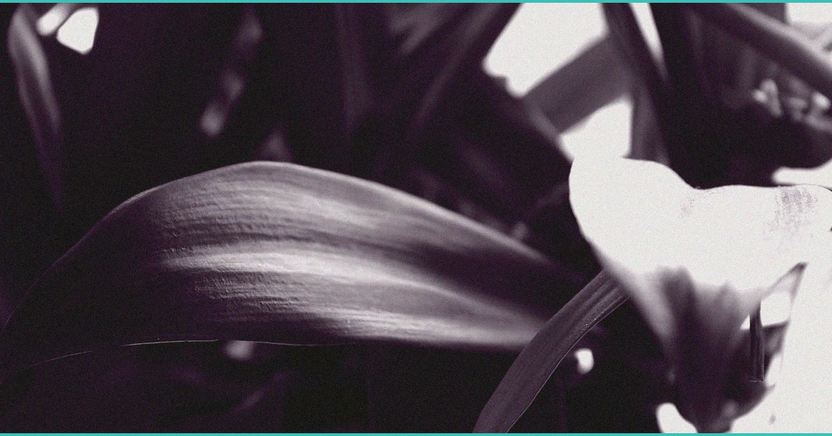 katie couric clinical cbd gummies what the buzz i