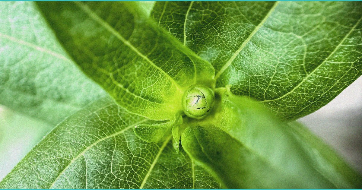 kushly cbd gummies free trial a practical look be