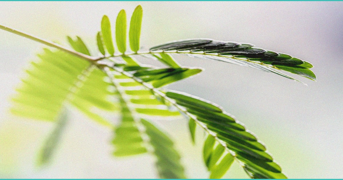 legislation inches virginia closer to a b cannabi