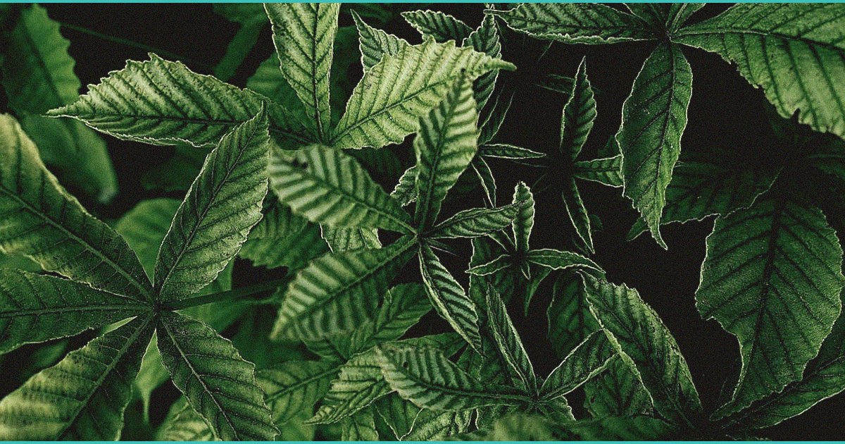 lofi cbd gummies for calm focus and daily balance