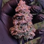 Look at my bud