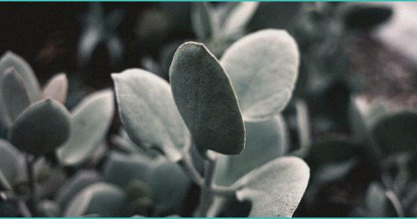 CED Clinic: Personalized Cannabis Medicine 248 Man arrested after 2-year-old overdoses on THC gummies – WBRC