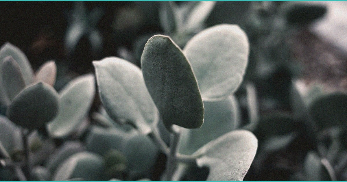 man arrested after 2 year old overdoses on thc gum