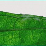 medicare pilot program offers cornbread hemp produ