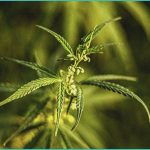 missouri lawmakers send bill banning intoxicating