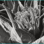 mystery fake pot liquid seized in washington tag