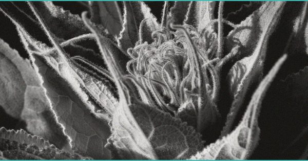 CED Clinic: Personalized Cannabis Medicine 213 Mystery ‘Fake Pot’ Liquid Seized In Washington Tagged As New JWH-018-S, Feds Say