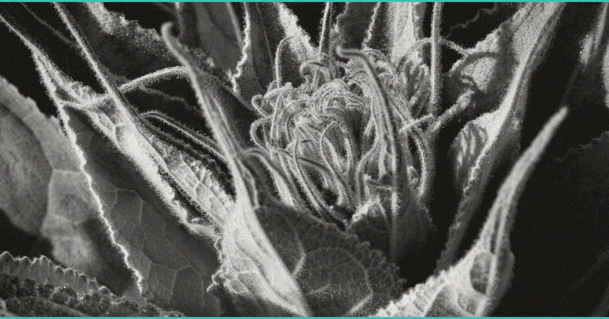 mystery fake pot liquid seized in washington tag
