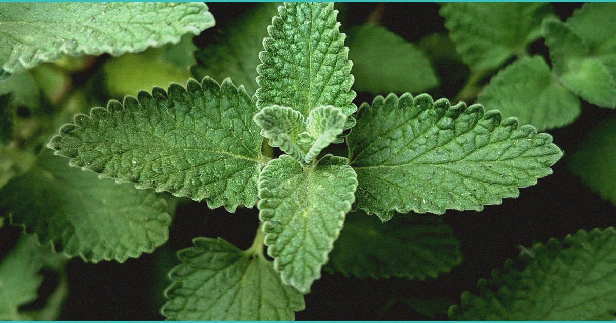 nature only cbd gummies review