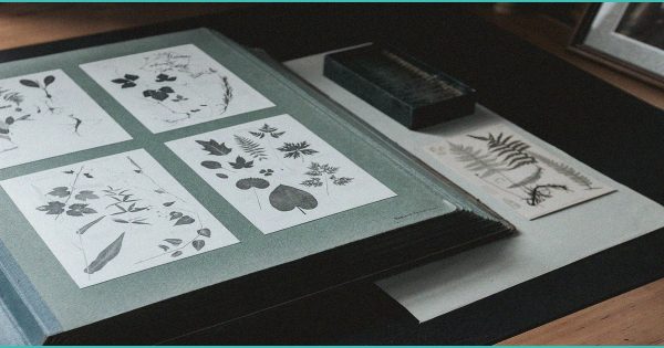 New cannabis-hemp extract rules take effect, limiting use to four purposes – Nation Thailand