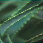 new research suggests thc could do more damage tha