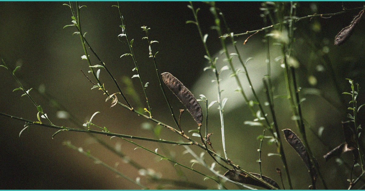 north carolina advisory group recommends legalizin 2