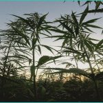 pres trump s marijuana executive mandate accelera