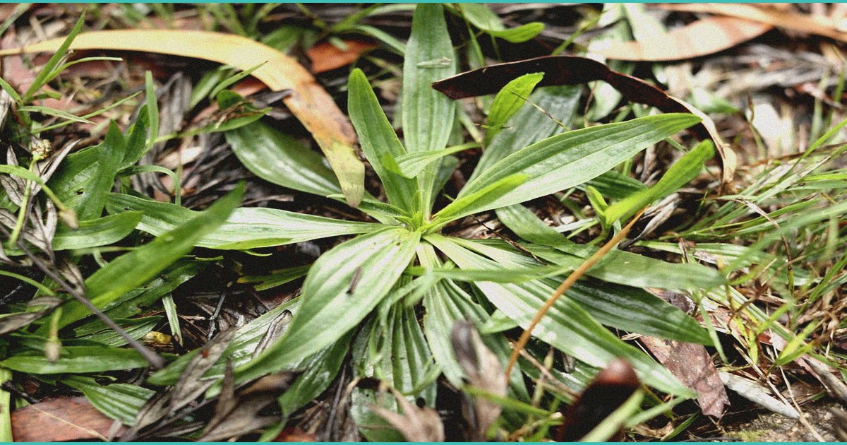 prescription cannabidiol cbd oil market to hit us