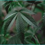 psychotic risk associated with cannabinoid use a