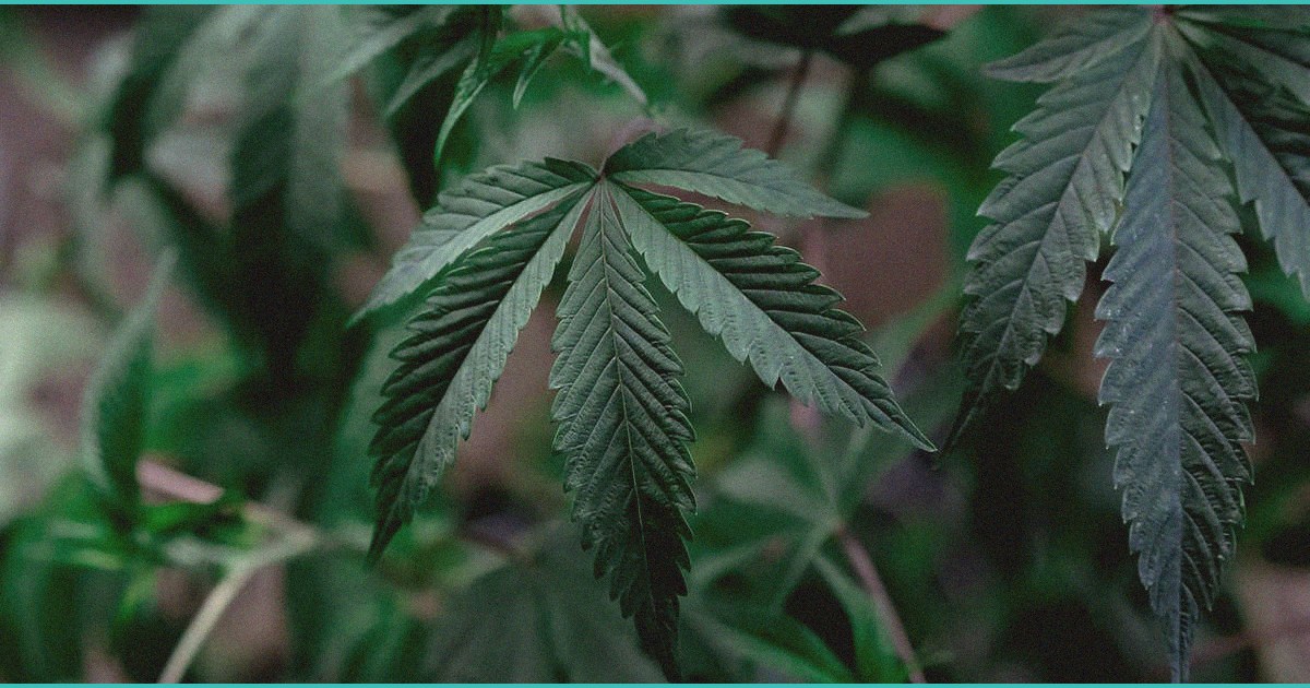 psychotic risk associated with cannabinoid use a